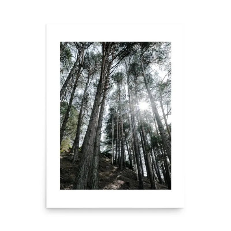 Enchanted Woodlands Poster